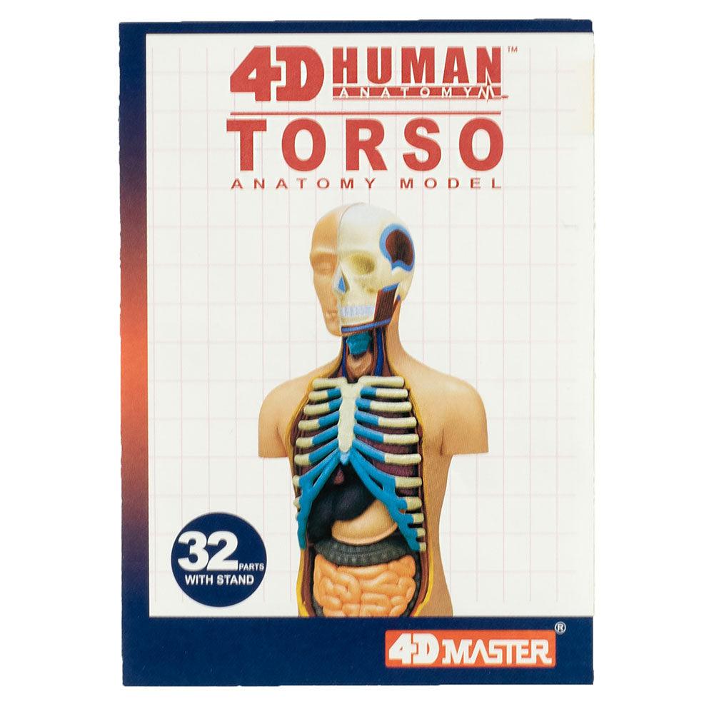 TEDCO Toys-4D Human Torso-26051-Legacy Toys