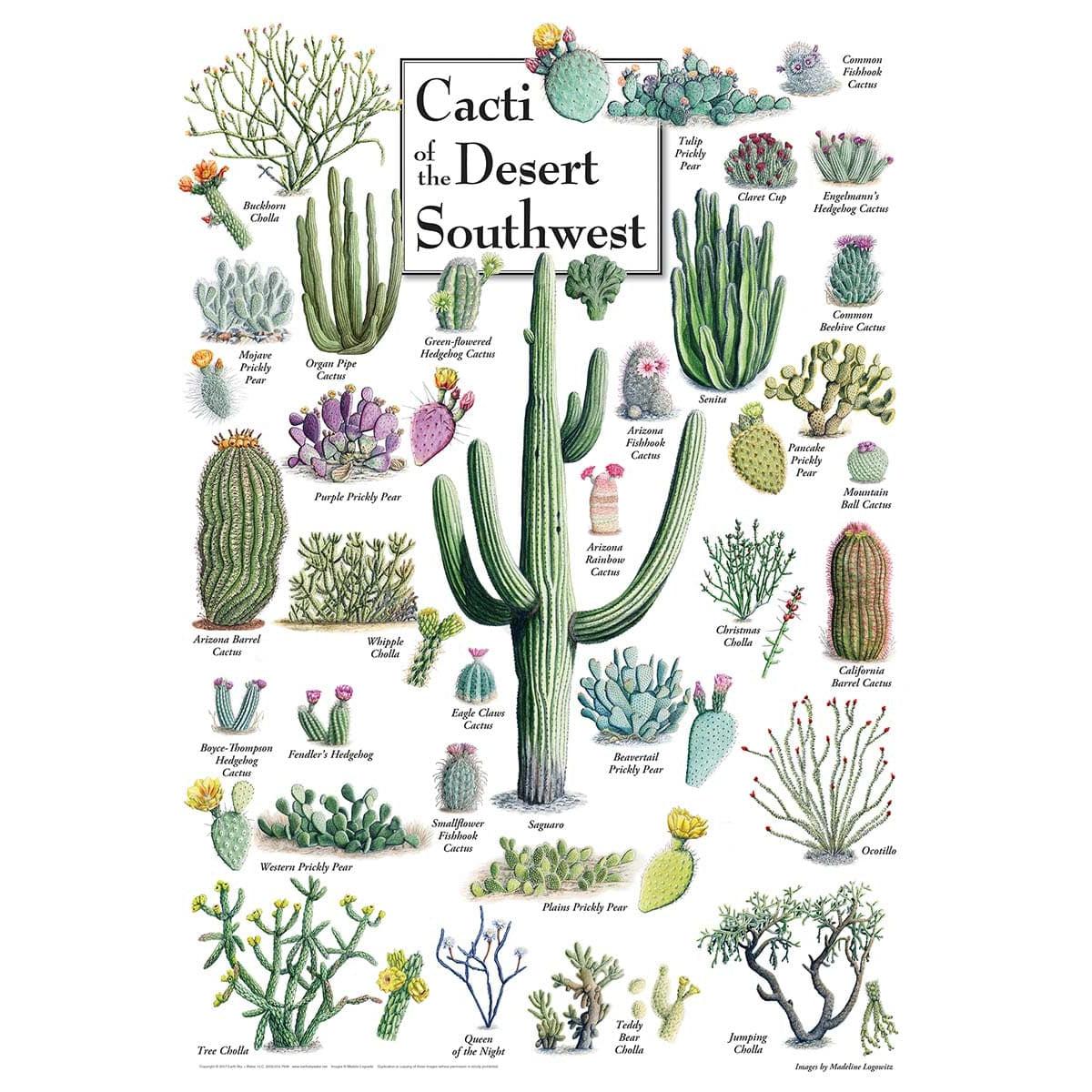 MasterPieces-Field Guide - Cacti of the Desert Southwest - 1000 Piece Puzzle-71972-Legacy Toys