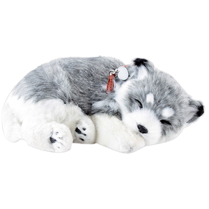 husky perfect-petzzz-perfect-petzzz-