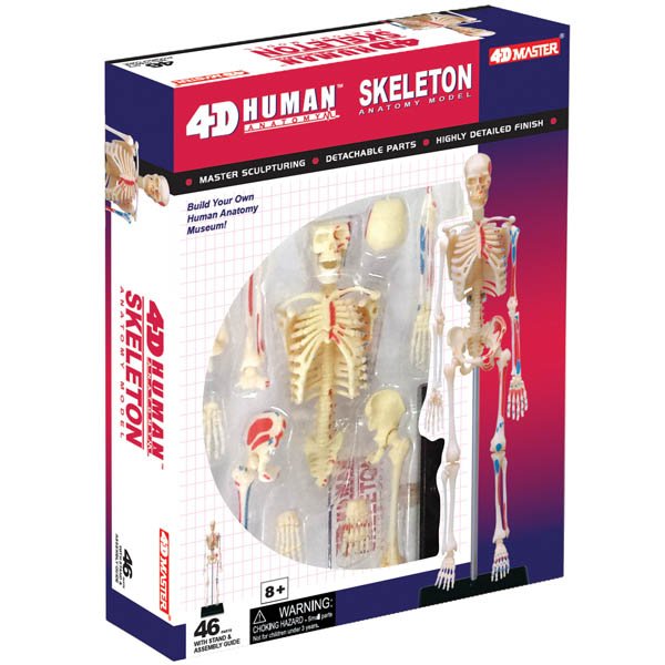 TEDCO Toys-4D Human Skeleton-626011-Legacy Toys