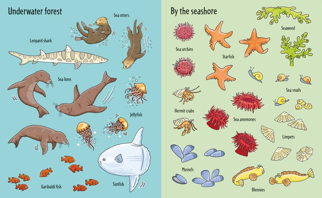 Usborne Books-First Sticker Book Under The Sea-318064-Legacy Toys